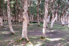 papierbomen